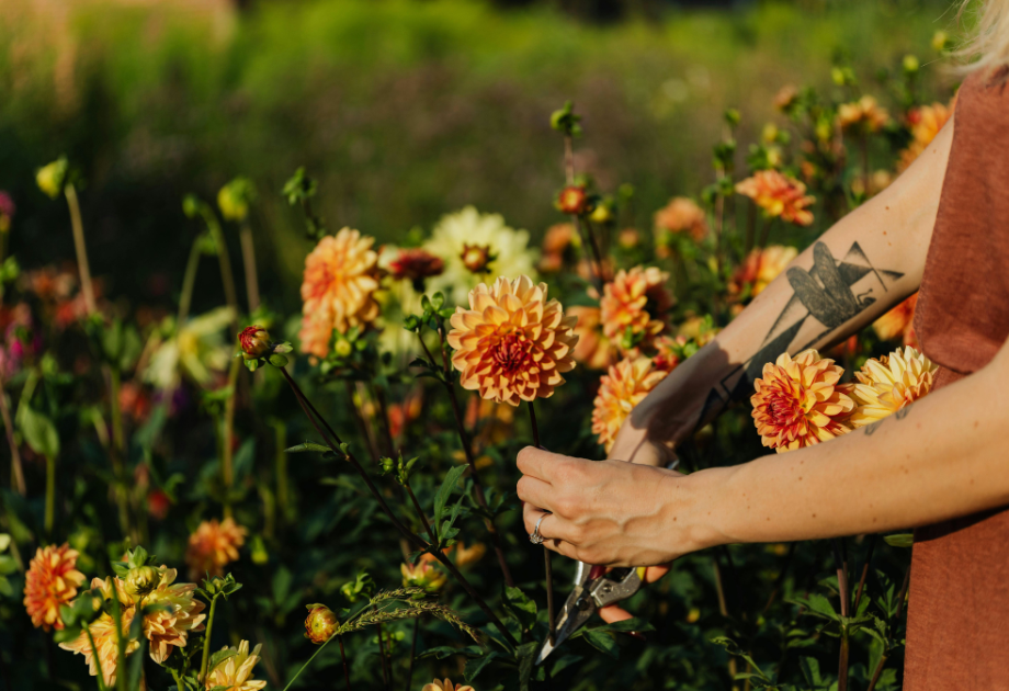 woman cutting orange pinching dahlias